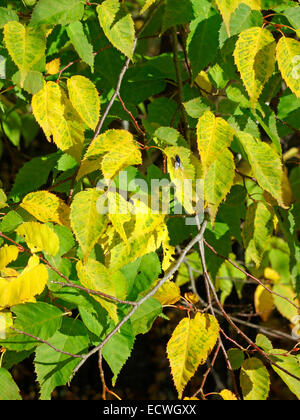 Carpinus laxiflora ( Hornbeam Species ) Stock Photo