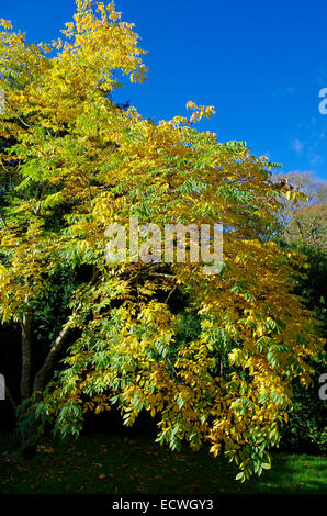 Koelreuteria bipinnata variant integrifolia in Autumn at Westonbirt National Arboretum, Gloucestershire, England, UK Stock Photo