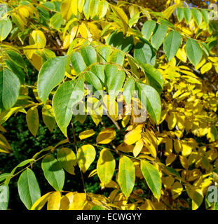 Koelreuteria bipinnata variant integrifolia in Autumn Stock Photo