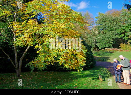 Visitors to Westonbirt National Arboretum in Autumn, Gloucestershire, England, UK Stock Photo