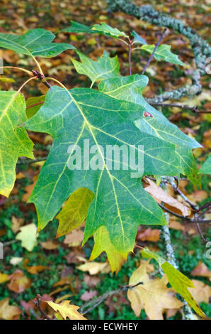 Quercus coccinea cultivar 'Splendens' in Autumn, UK Stock Photo