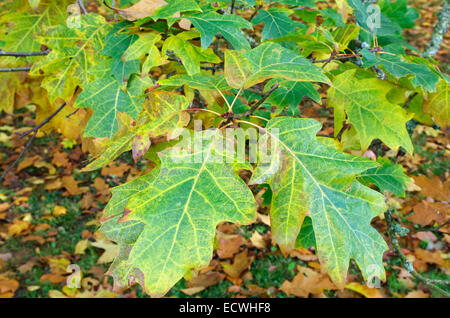 Quercus coccinea cultivar 'Splendens' in Autumn, UK Stock Photo