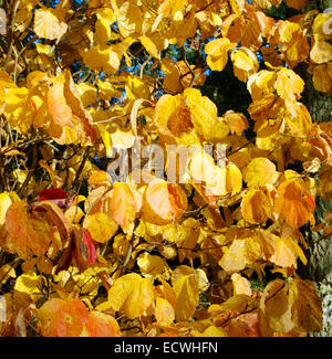 Fothergilla major ( Witch Alder ) in Autumn Stock Photo