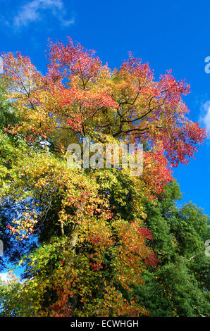 Liquidamber styraciflua Tree ( Sweet Gum ) in Autumn Stock Photo
