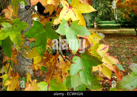 Liquidamber styraciflua Tree ( Sweet Gum ) in Autumn Stock Photo