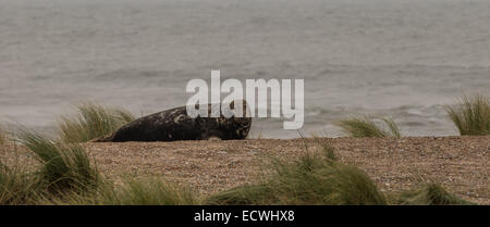 Bull Grey Seal laying on beach Stock Photo