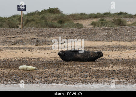 Bull Grey Seal laying on beach Stock Photo