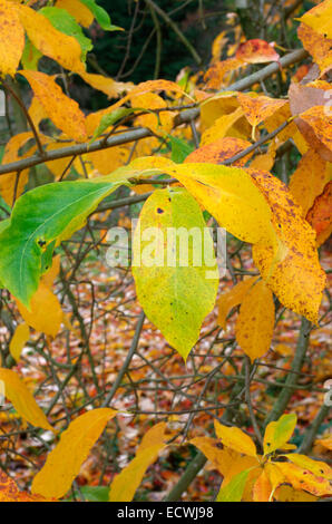 Nyssa sylvatica ( Black Tupelo, Black Gum or Sour Gum Tree ) in Autumn Stock Photo