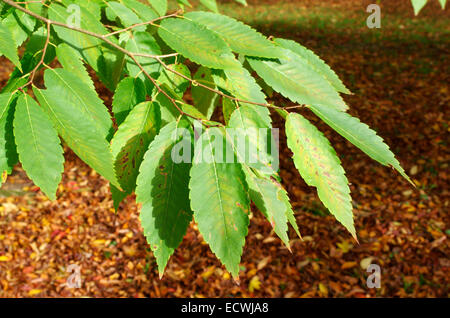 Japanese Zelkova Tree (Zelkova Serrata Stock Photo - Alamy