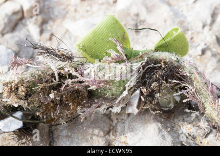 This dog collar was found, as trash, washed up on the beach. I picked it up to throw out, along with some plastic bottles. Stock Photo