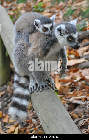 Ring tailed lemurs; lemur catta, adult with baby clinging on back Stock Photo