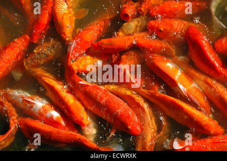 Koi Fish Feeding Frenzy Stock Photo