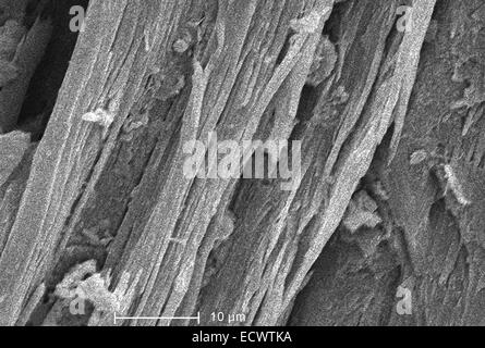 Scanning electron micrograph of chrysotile, white asbestos. Stock Photo