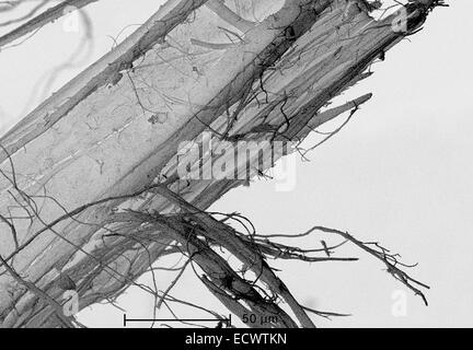 Scanning electron micrograph of chrysotile, white asbestos. Stock Photo