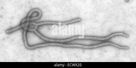 Transmission electron micrograph of an Ebola virus virion. Stock Photo