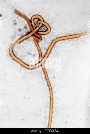 Transmission electron micrograph of an Ebola virus virion. Stock Photo