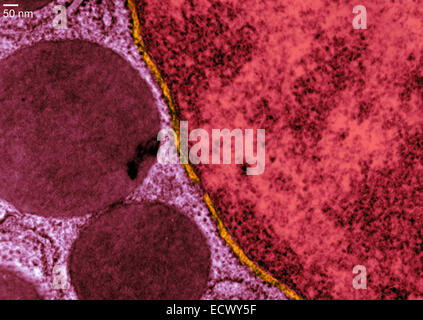 Transmission electron microscope image of a pancreatic cell. Stock Photo