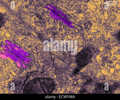 Transmission electron microscope image of golgi apparatus. Stock Photo