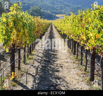 Napa Valley California Vineyard in Fall Autumn Stock Photo