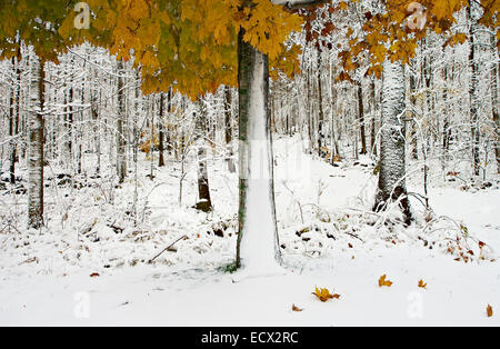 View of snowcapped forest with colorful autumn leaves Stock Photo