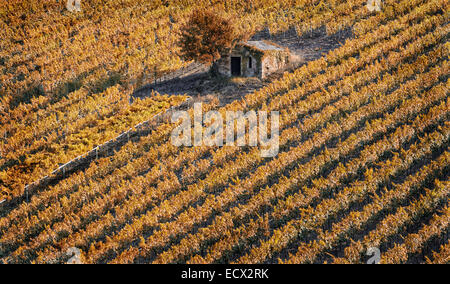 Elevated view of small abandoned house and tree in middle of field Stock Photo