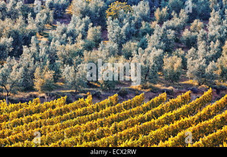 Elevated view of trees growing beside field in sunlight Stock Photo