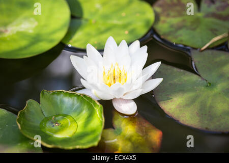 White perfect water lily flower in the garden Stock Photo