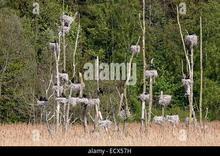 Colony of Cormorants, Rügen, Germany, Europe / Phalacrocor Stock Photo