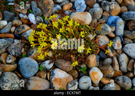 Biting (Yellow) Stonecrop Sedum acre plant in flower on shingle Stock Photo