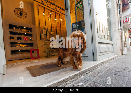 Cocker, after shopping Stock Photo