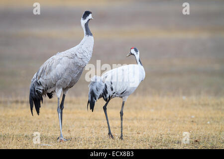 Two Eurasian / Common Crane (Grus grus). Gallocanta lagoon. Zaragoza province. Aragon. Spain. Stock Photo