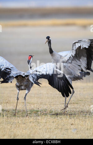 Two Eurasian / Common Crane (Grus grus) fighting. Gallocanta lagoon. Zaragoza province. Aragon. Spain. Stock Photo