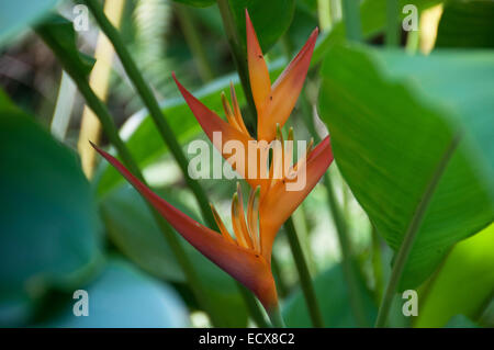 A Heliconia flower with ants walking on it, photographed at the Eden Project in Cornwall, UK Stock Photo