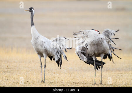 Two Eurasian / Common Crane (Grus grus), one preening. Gallocanta lagoon. Zaragoza province. Aragon. Spain. Stock Photo