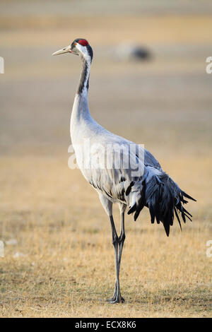 Eurasian / Common Crane (Grus grus). Gallocanta lagoon. Zaragoza province. Aragon. Spain. Stock Photo