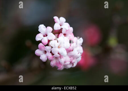 Viburnum x bodnantense Dawn. Stock Photo