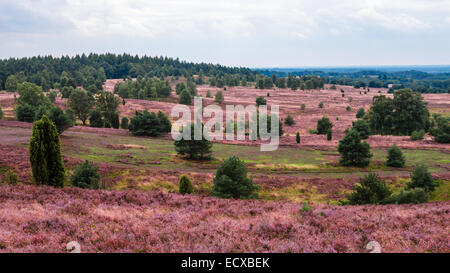 Lueneburg Heath, view from wilseder hill on the landscape in summer Stock Photo
