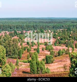 view from a hill on Lueneburg Heath in summer Stock Photo