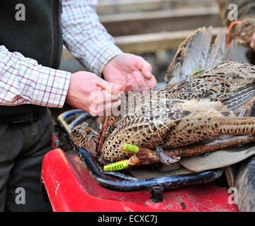 bracing up dead pheasants Stock Photo