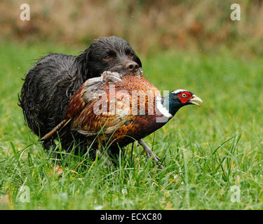 cocker spaniel gundog retrieving a live pheasant Stock Photo