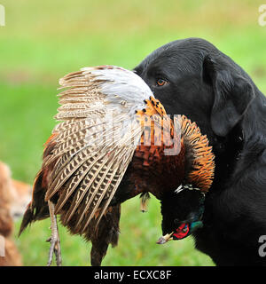 labrador retrieving a dead shot pheasant Stock Photo