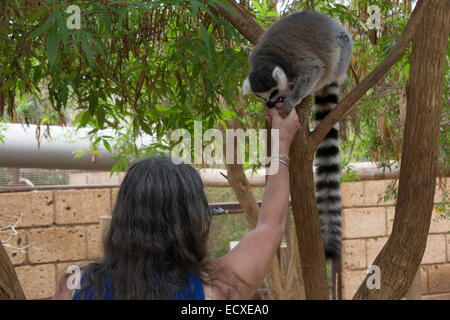 Monkey Park or Zoo, Los Cristianos Tenerife. Tortoise Stock Photo - Alamy