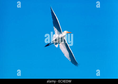 Cattle egret in Flight  (Bubulcus ibis) Stock Photo