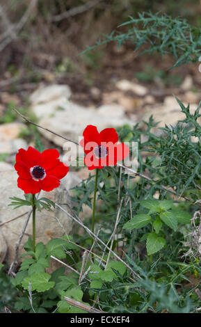 red poppies in the wild Stock Photo
