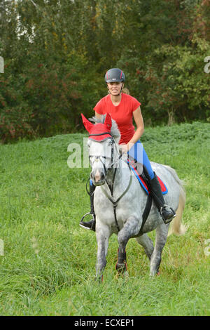 Rider on back of a 'Selle Français' horse (French warmblood horse) galloping in a meadow Stock Photo