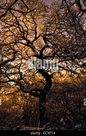 Snow covered winter tree silhouette with sunset colouring in Glasgow, Scotland, UK, Europe Stock Photo