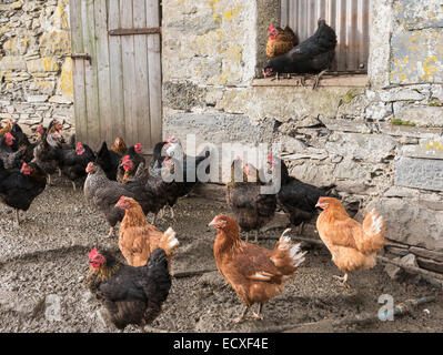 Chicken farming scene with free range chickens outside a stone barn chicken coup. Gwynedd, Wales, UK, Britain Stock Photo