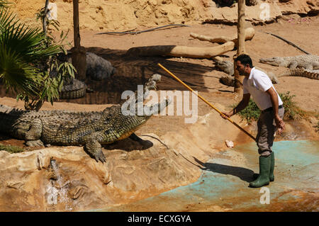 Gran Canaria - Parque Cocodrilos, crocodile and animal rescue centre zoo. Croc demonstation. Stock Photo