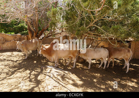 Gran Canaria - Parque Cocodrilos, crocodile and animal rescue centre zoo. African Zebu cattle. Stock Photo