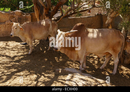 Gran Canaria - Parque Cocodrilos, crocodile and animal rescue centre zoo. African Zebu cattle. Stock Photo